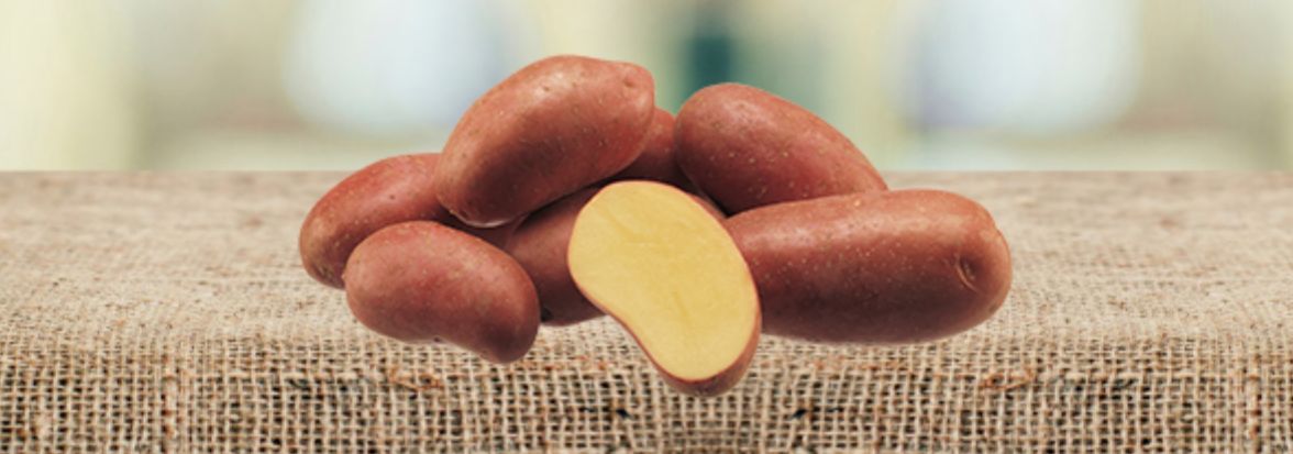 семенной картофель от Агрико