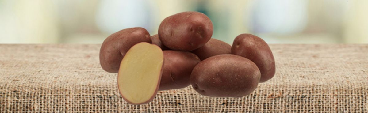 семенной картофель от Агрико