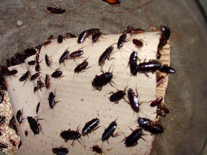 Как выглядят личинки тараканов