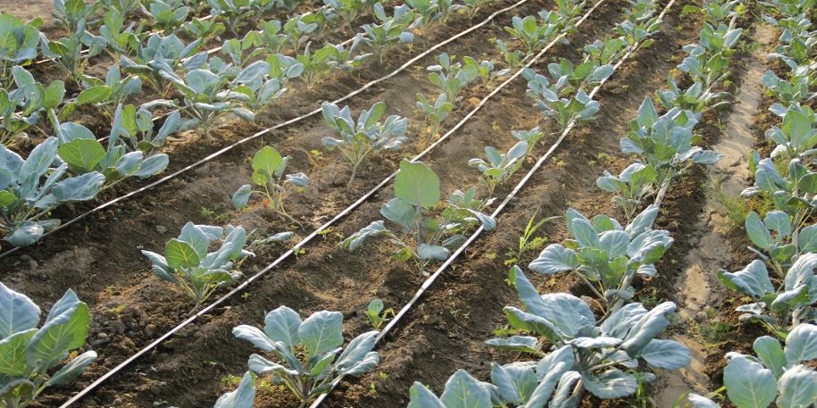 микротрубка для капельного полива