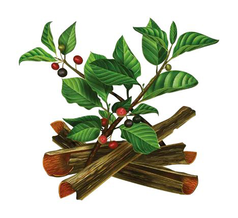 крушины кора