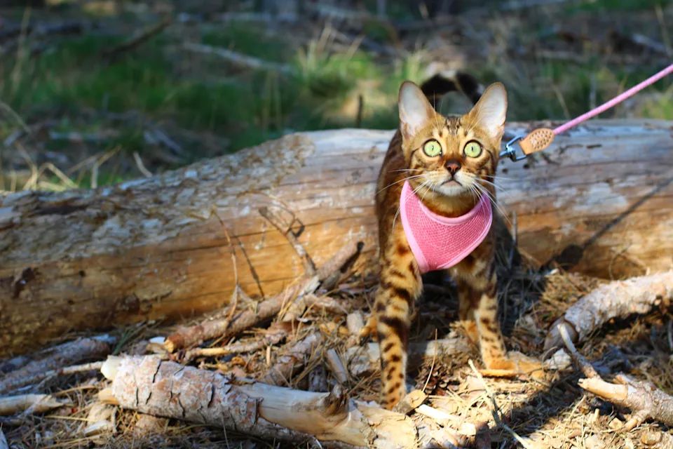 кошачий поводок