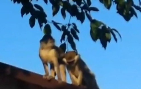 Мартышки атакуют одесские дачи (видео)