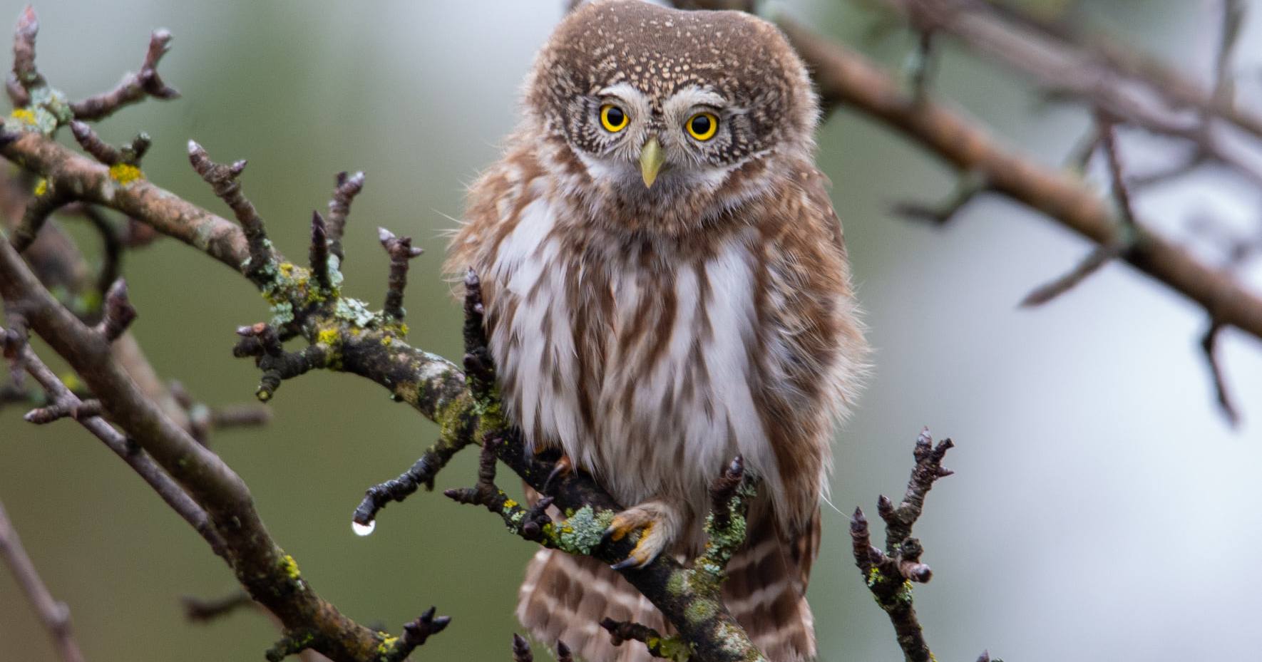 Cичик-горобець – найменша сова фауни України / Фото з Facebook Чорнобильського Радіаційно-екологічного Біосферного Заповідника