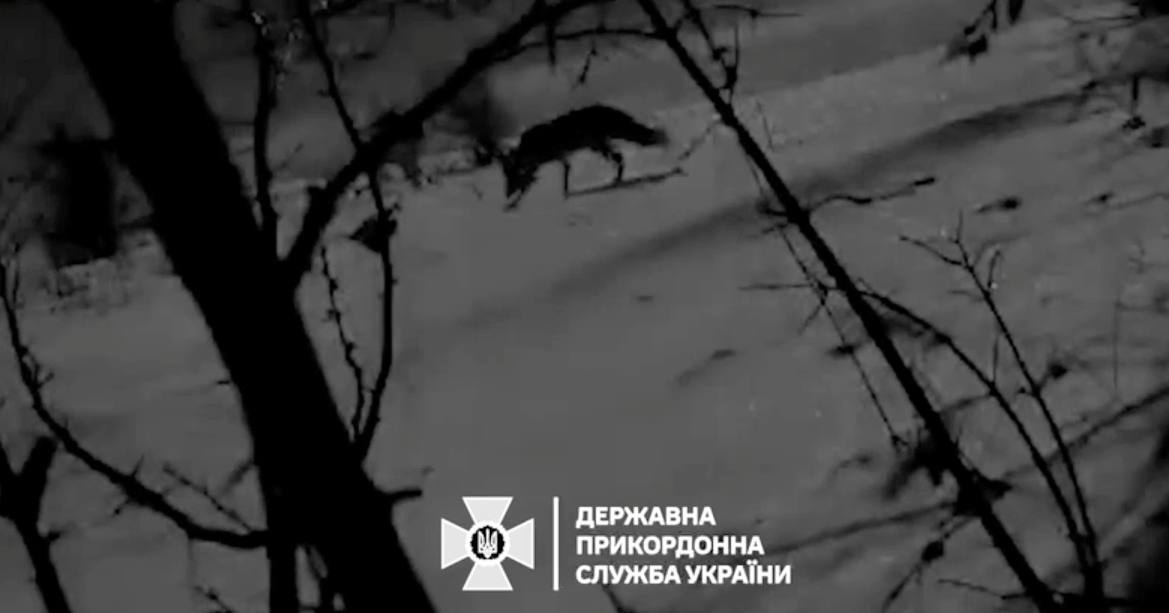 Волк на границе с Молдовой / Скриншот из видео ГПСУ