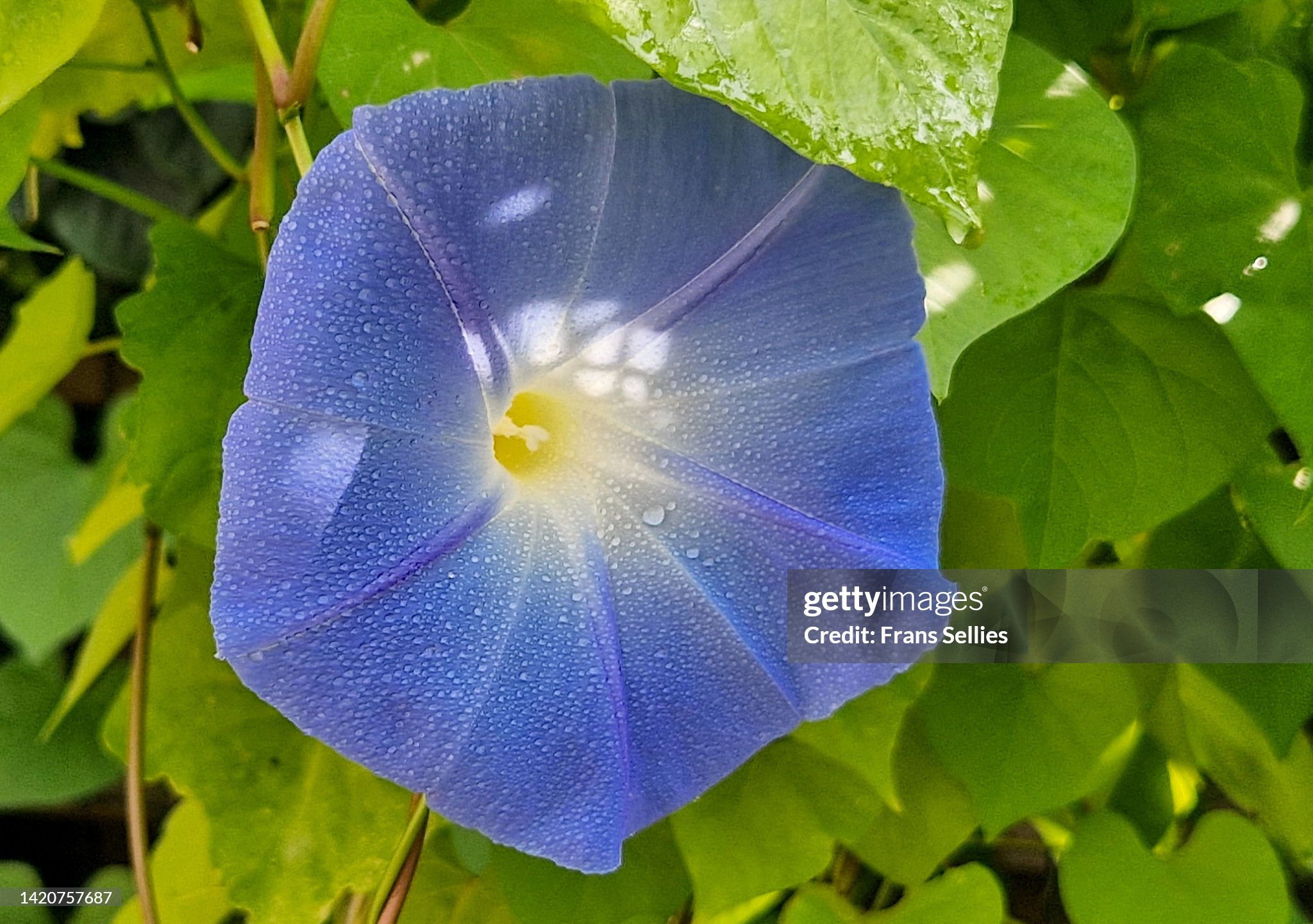 Крупный план цветка утренней славы (Ipomoea tricolor) / Фото Getty Images