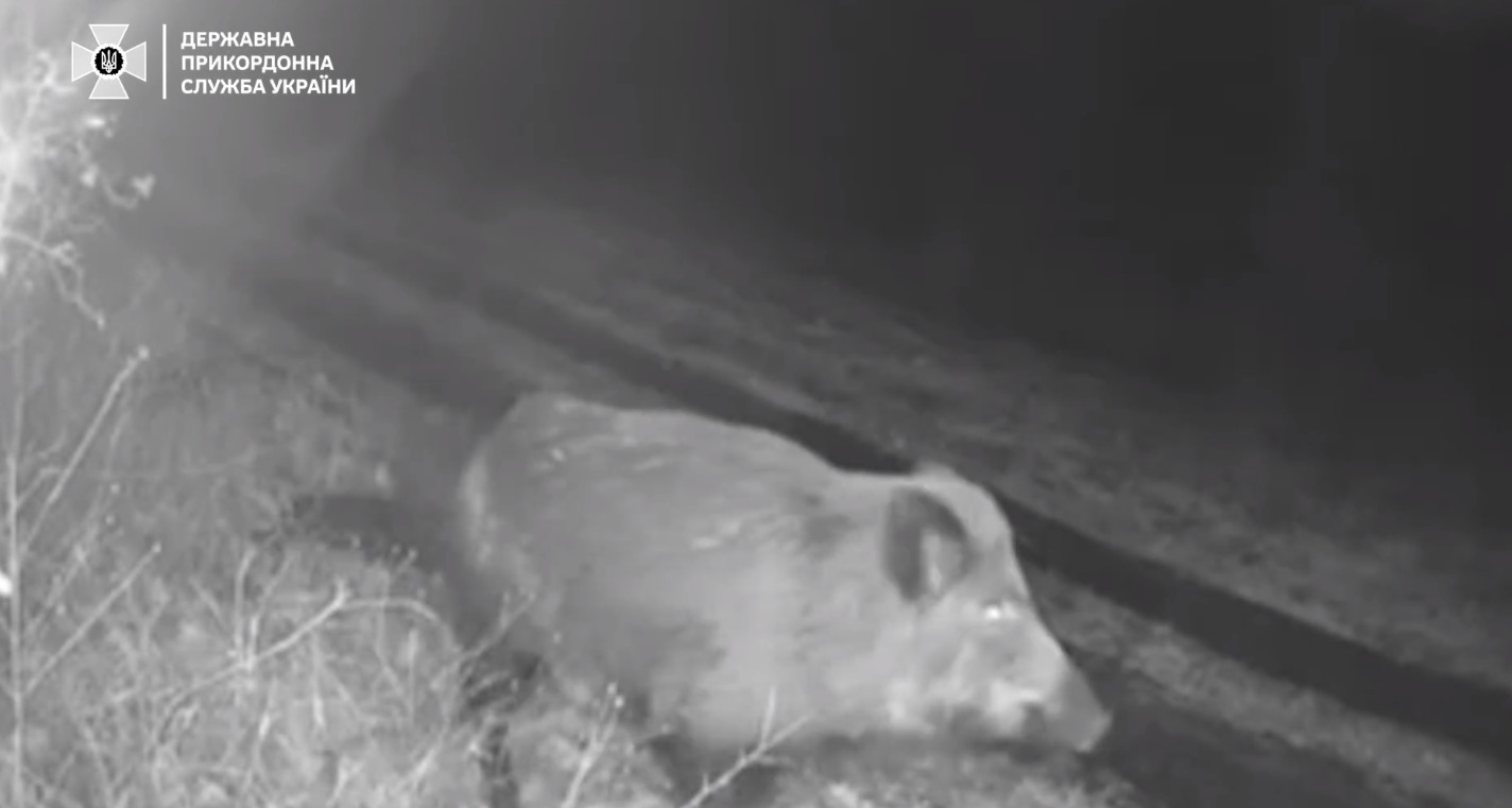 Пограничники фиксируют стаи диких кабанов в приграничных районах / Фото ГПСУ