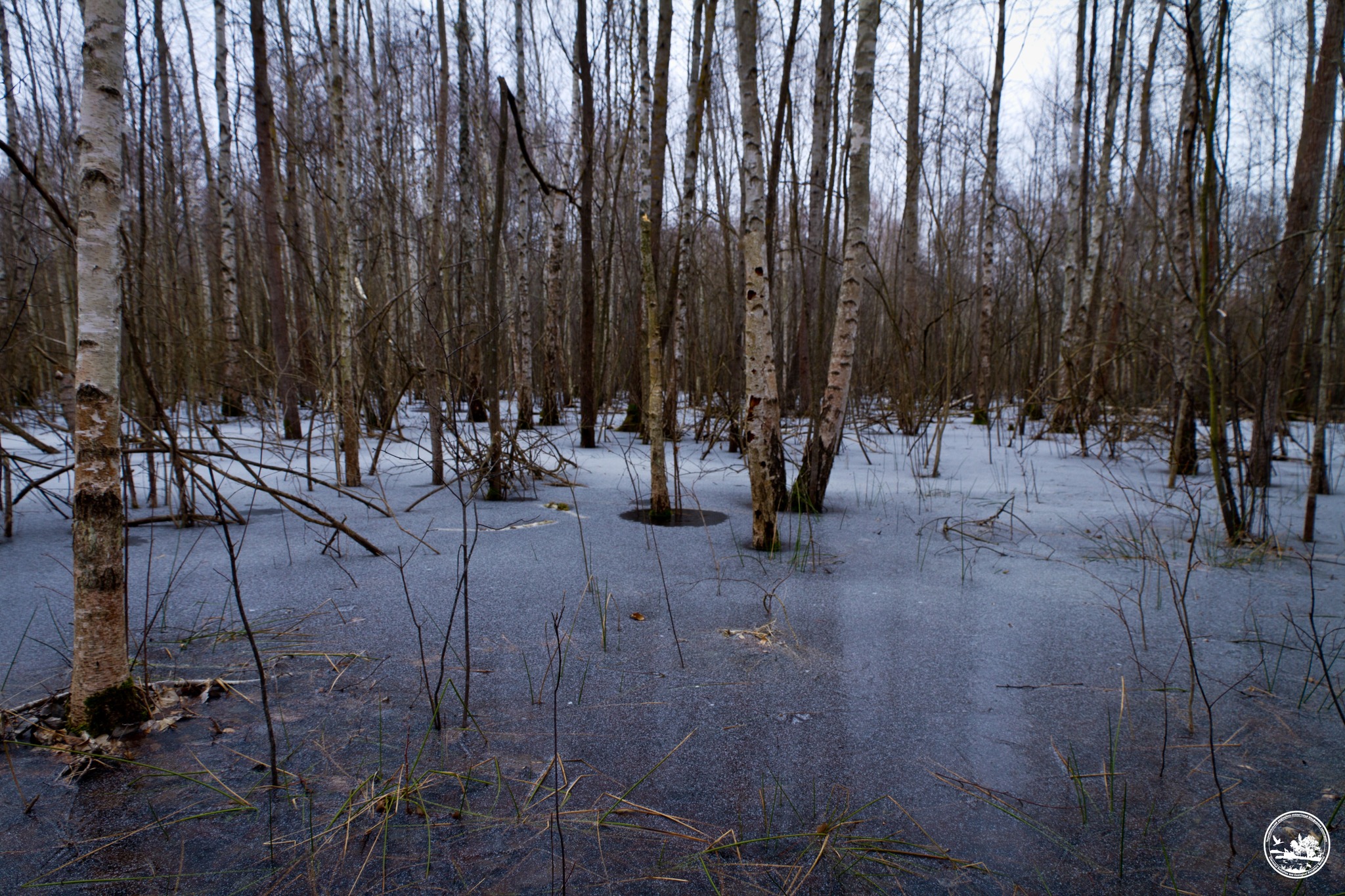 Иллюстративное фото / Фото из Facebook Чернобыльский Радиационно-экологический Биосферный Заповедник