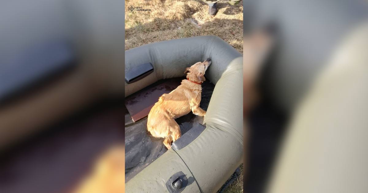 Врятований на Олексіївському водосховищі собака / Фото ДСНС