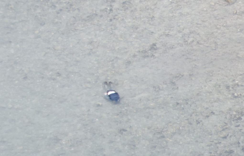 В Тисе обнаружили тело 33-летнего мужчины / Фото: ГПСУ