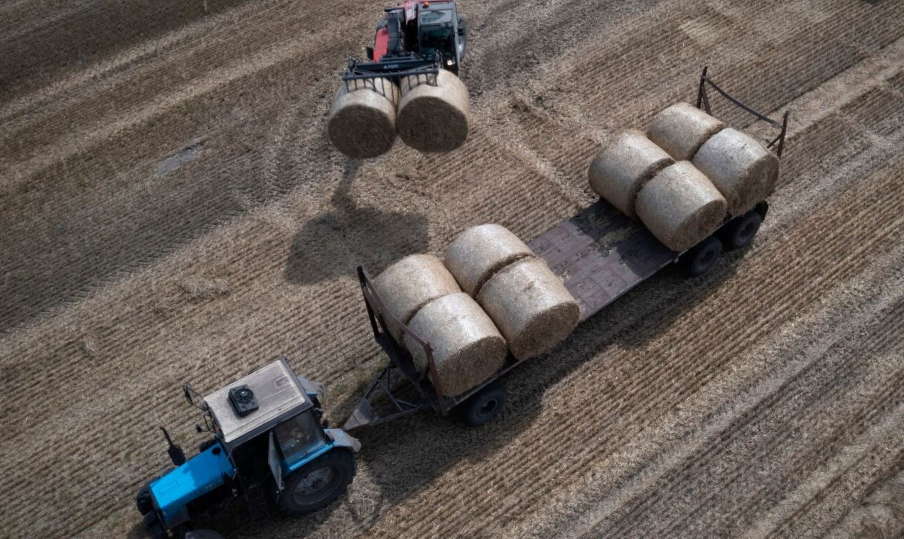 Жнива на Київщині / Фото: AP