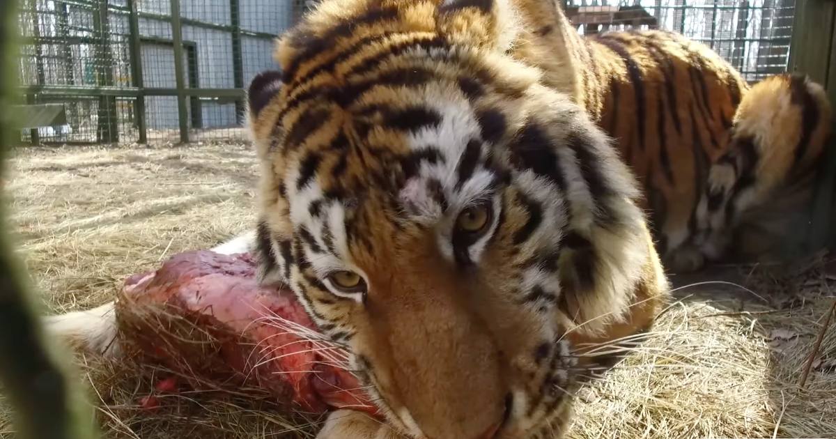 Амурский тигр в Фельдман Экопарк / Скриншот видео