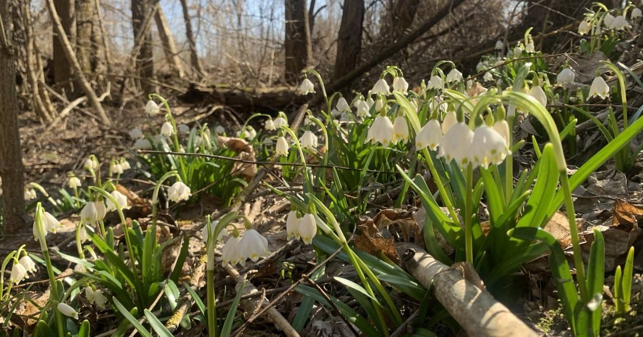 Білоцвіт весняний. Квітка внесена до Червоної книги України / Фото Чорнобильський радіаційно-екологічний біосферний заповідник