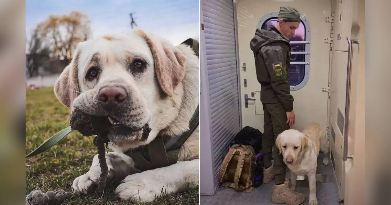 Службовий пес Нацгвардії Ермі / Фото НГУ, скріншот з відео