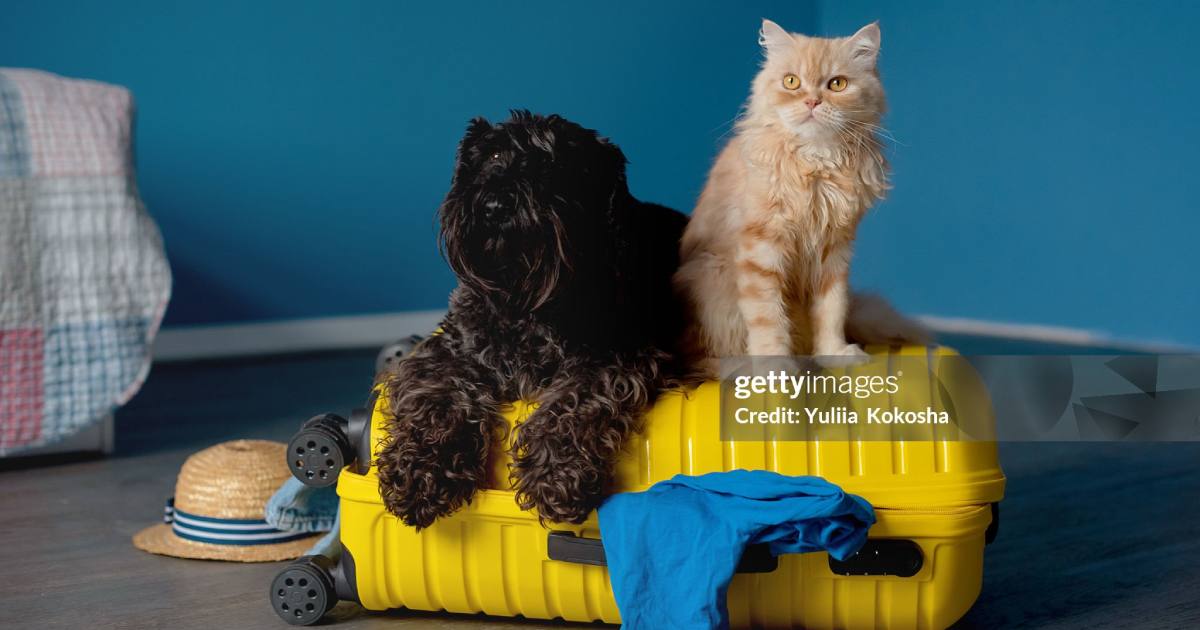 Кот и пес / Фото Getty Images