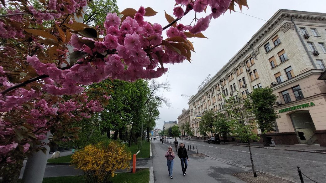 Сакуры в саду Шевченко. Харьков / Фото: Суспільне