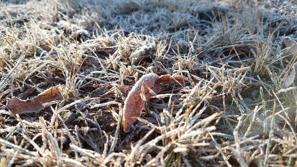 Заморозки / Фото: Суспільне