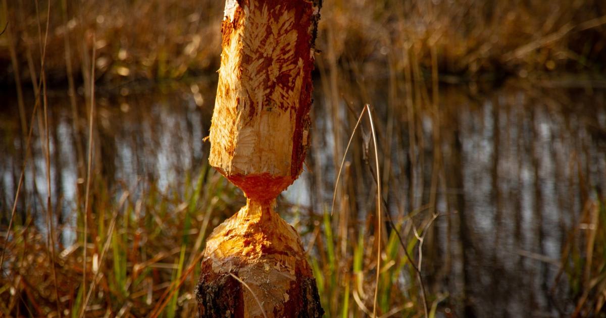 Боброві будівельно-конструкторські довгобуди. Місцевий річковий бобер старанно обгризав березу, очевидно, для спорудження греблі, проте чомусь зупинився / Фото Чорнобильський Радіаційно-екологічний Біосферний Заповідник