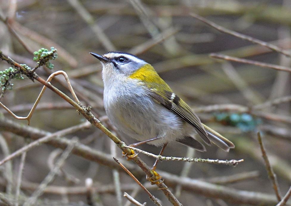 Красноголовый королёк / Фото: Чернобыльский Радиационно-экологический Биосферный Заповедник