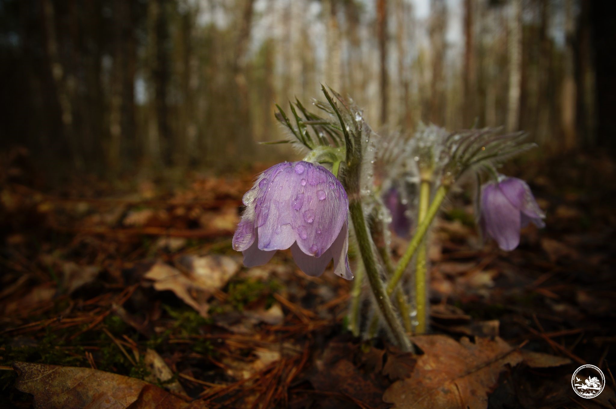 Сон-трава у лісі Чорнобильського заповідника / Фото: Чорнобильський Радіаційно-екологічний Біосферний Заповідник