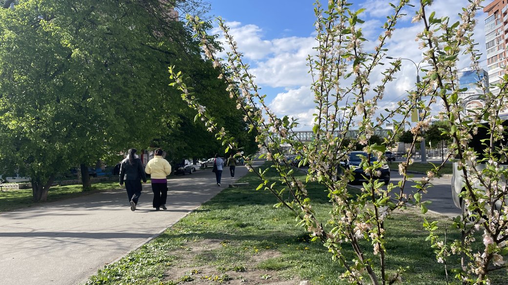 Алея сакур у Харкові / Фото: Суспільне