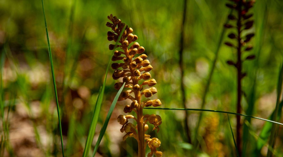 Гніздівка звичайна / Фото: Чорнобильський Радіаційно-екологічний Біосферний Заповідник
