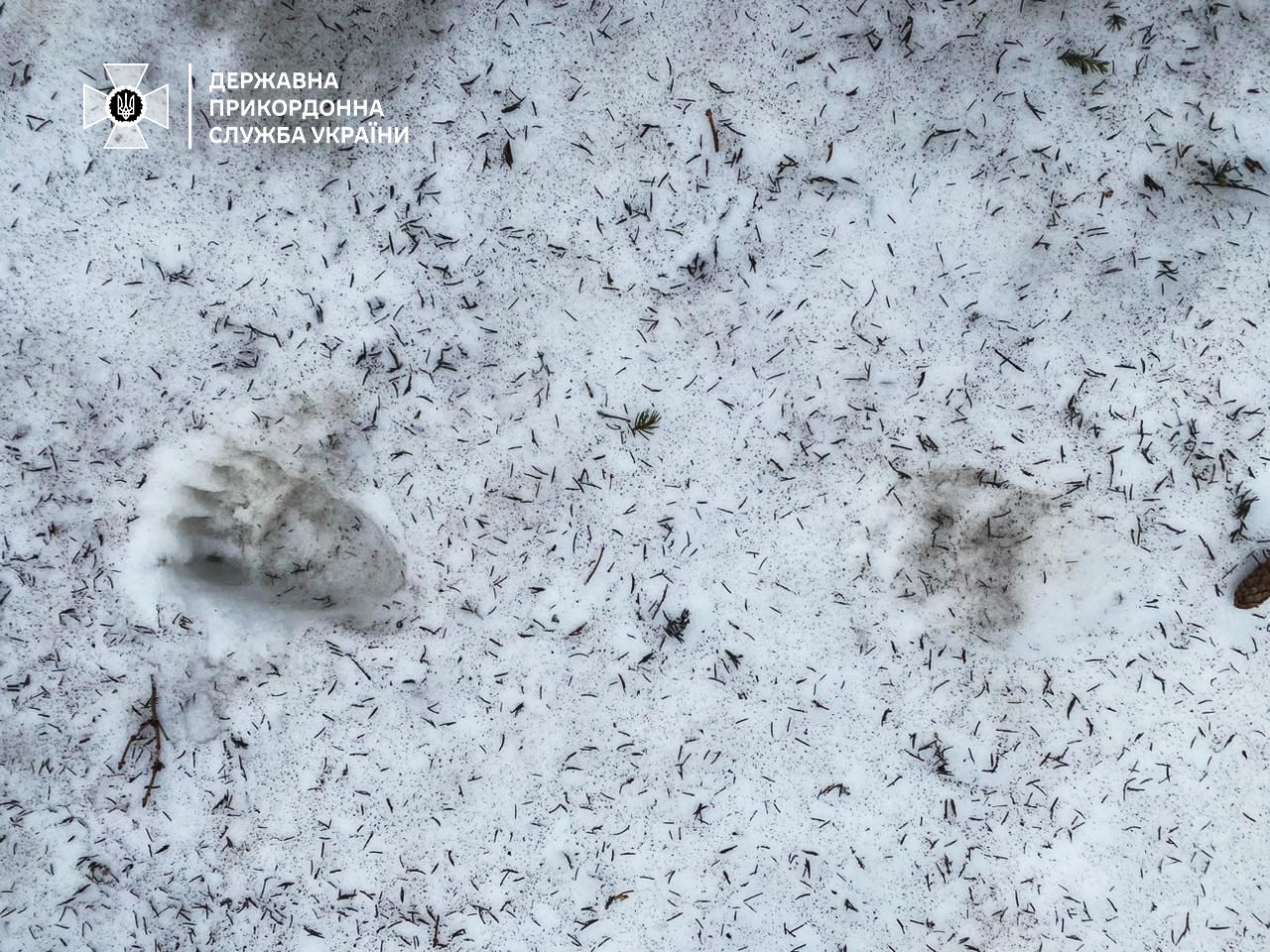 За прошедшие сутки пограничный наряд снова заметил на остатках снега следы медведя / Фото ГПСУ