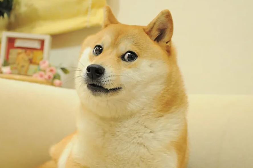 Собачка-мем породи сіба-іну на прізвисько Кабосу