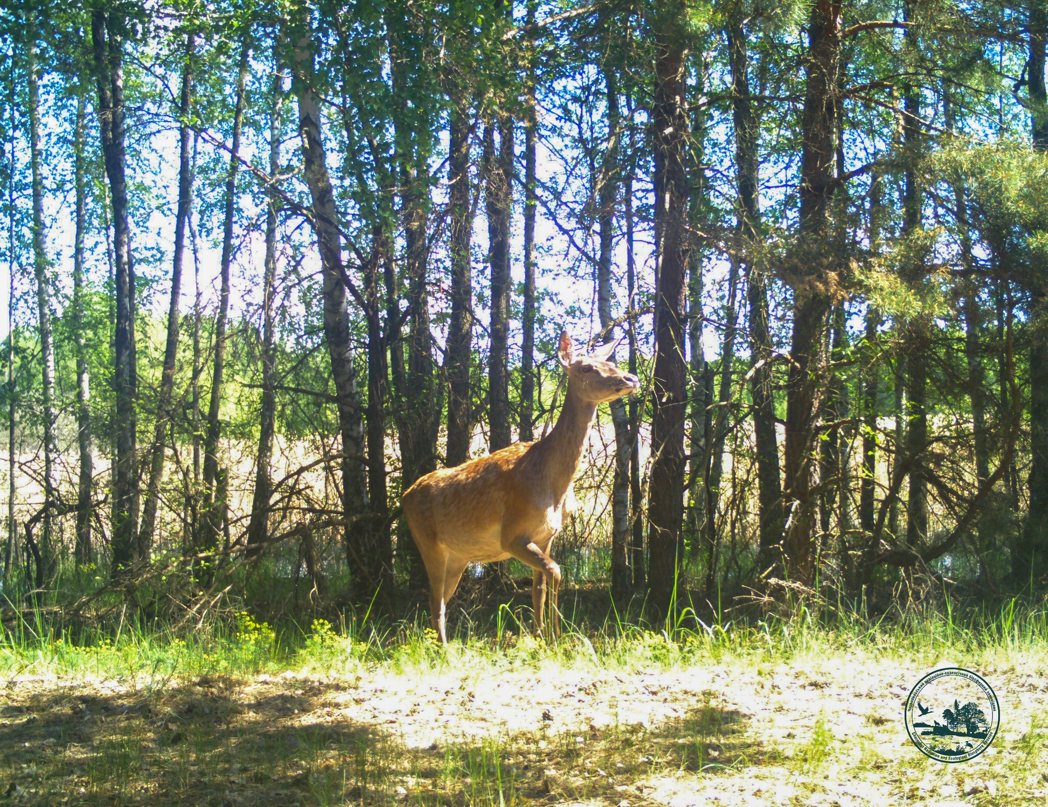 Олень шляхетний (Cervus elaphus) у Зоні відчуження / Фото з архіву Чорнобильського заповідника