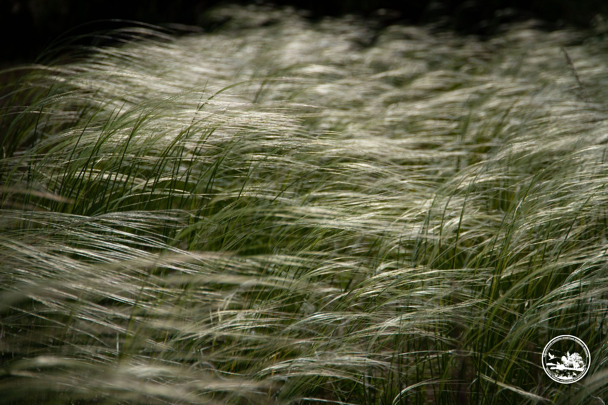 Краснокнижное растение Ковыль днепровский / Фото: Чернобыльский Радиационно-экологический Биосферный Заповедник