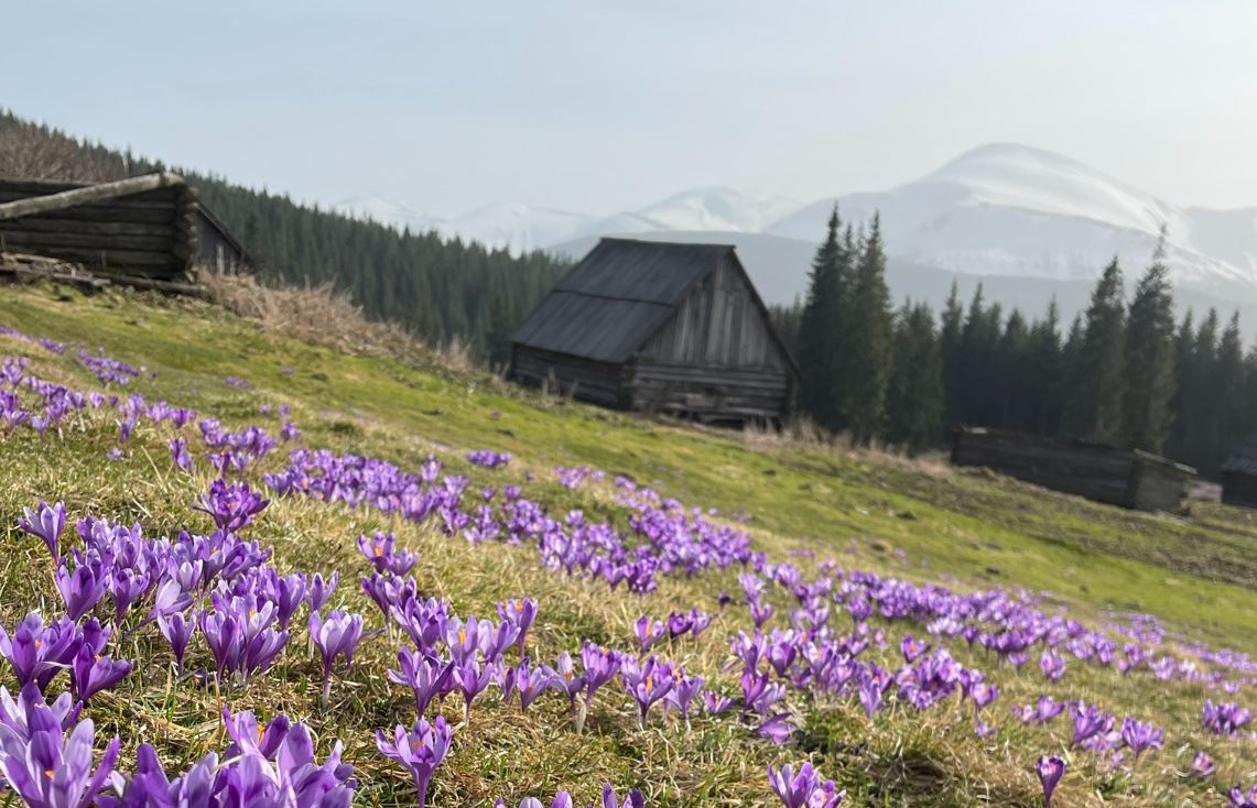 Червонокнижний Шафран Гейфеля на схилах Карпат / Фото: Карпатський національний природний парк