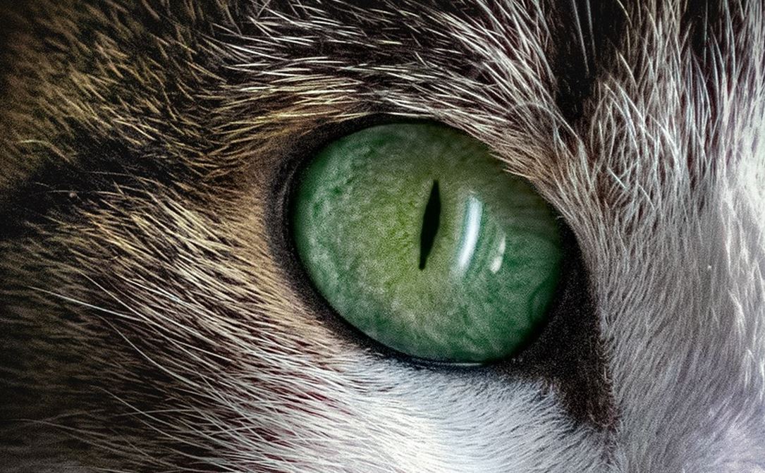 Ілюстративне фото / Pixabay