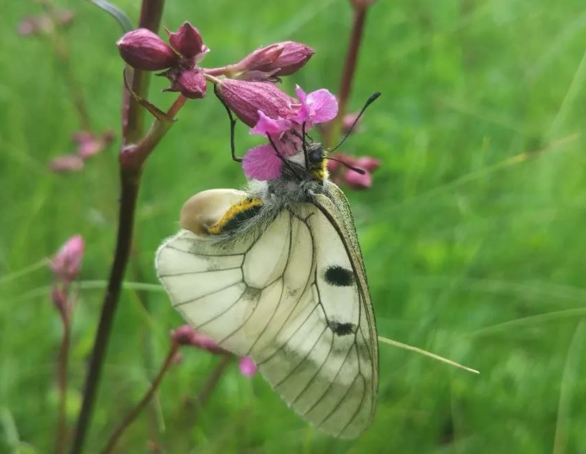 Краснокнижная бабочка Мнемозина / Фото: Национальный природный парк "Слобожанский"