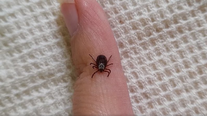 Иллюстративное фото / Ровенский областной центр контроля и профилактики болезней