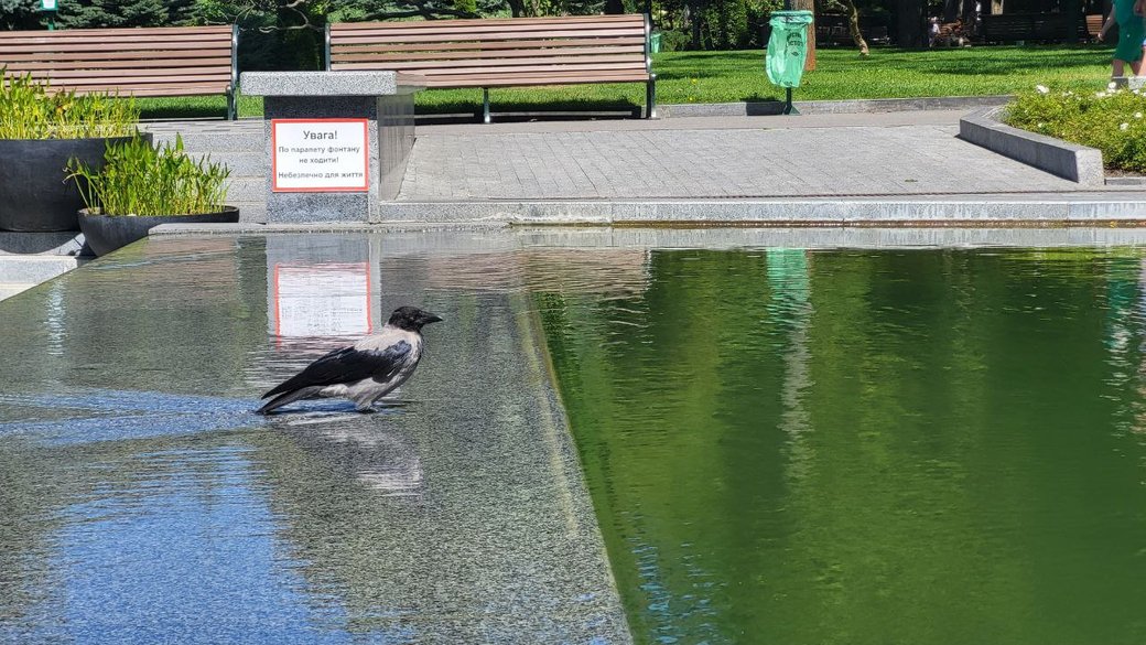 Ворона охлаждается в парке Шевченко в Харькове / Фото: Суспільне