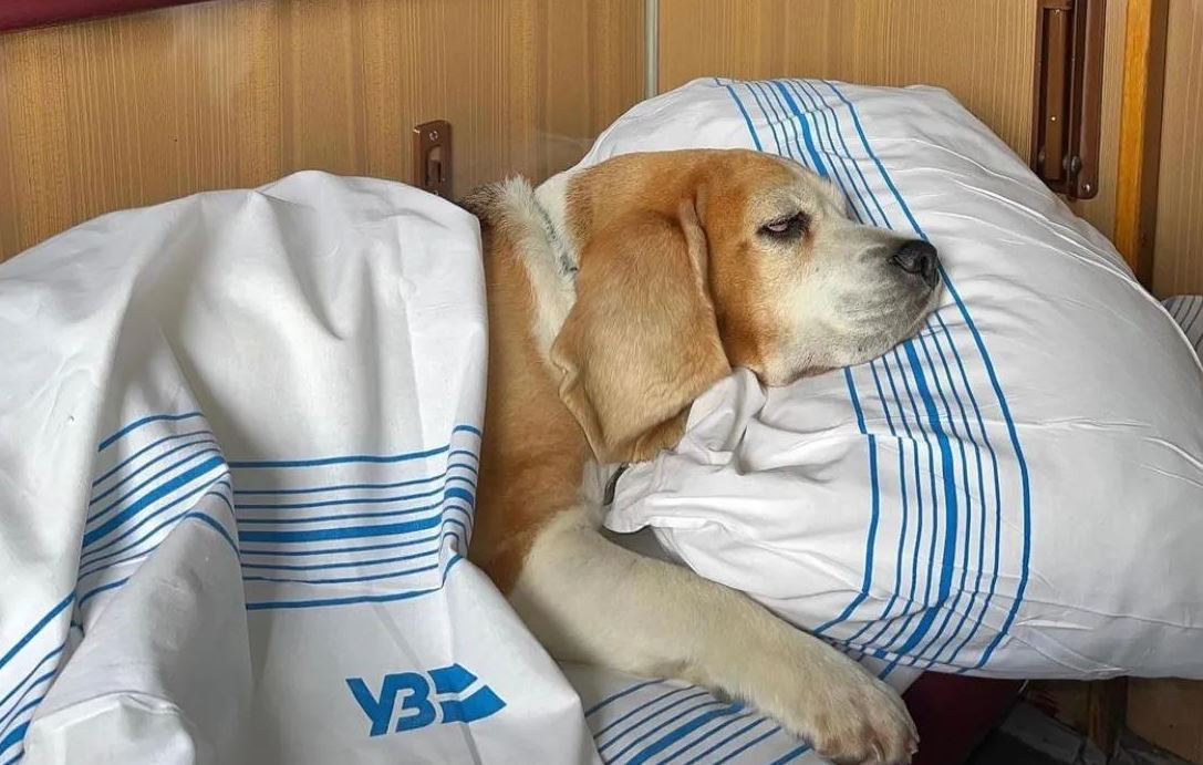 Пес-путешественик в вагоне Укрзалізниці  / Фото: uanimals