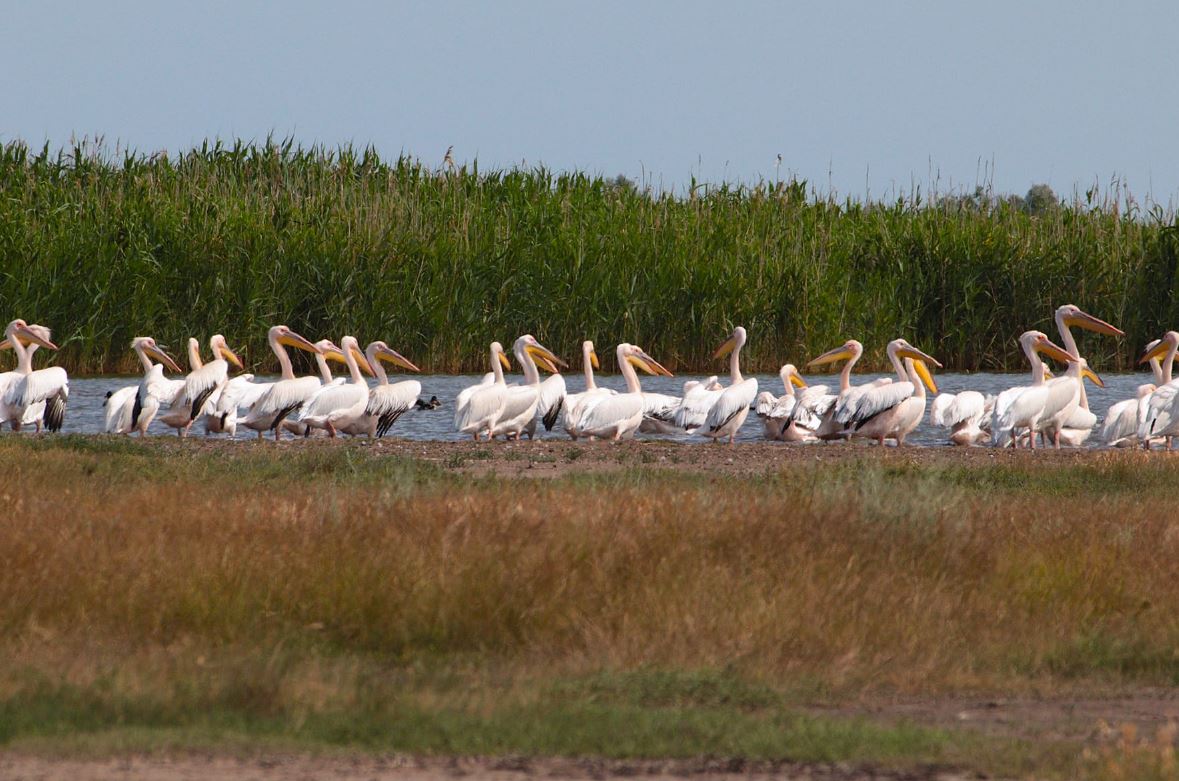 Дикая природа Тузловского лимана / Фото: Национальный природный парк "Тузловские лиманы"