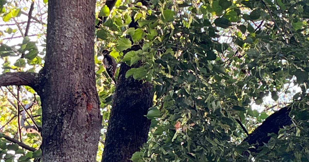 Дятел звичайний довбить стовбур дерева у Харкові. 4 липня 2024 / Фото Glavnoe.in.ua