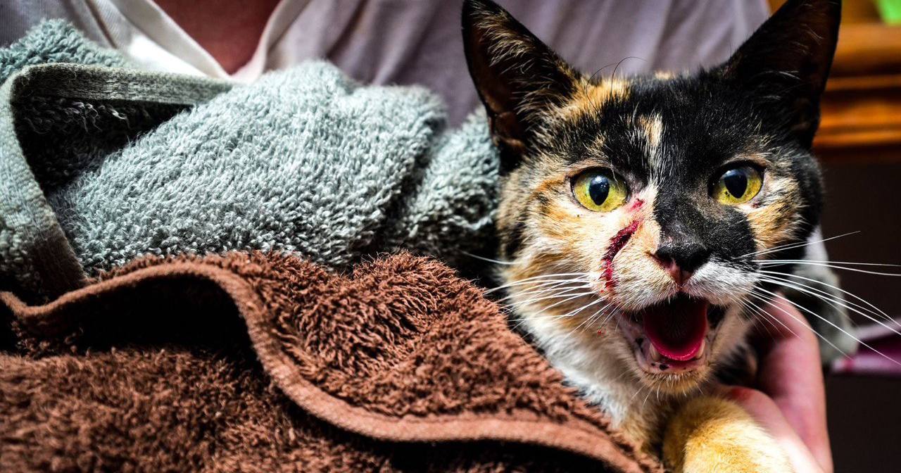 В результате обстрела ранения получил кот / Фото ГСЧС