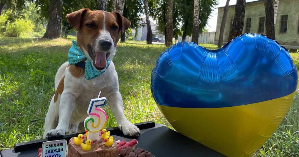 Пес Патрон / Фото @PatronDsns