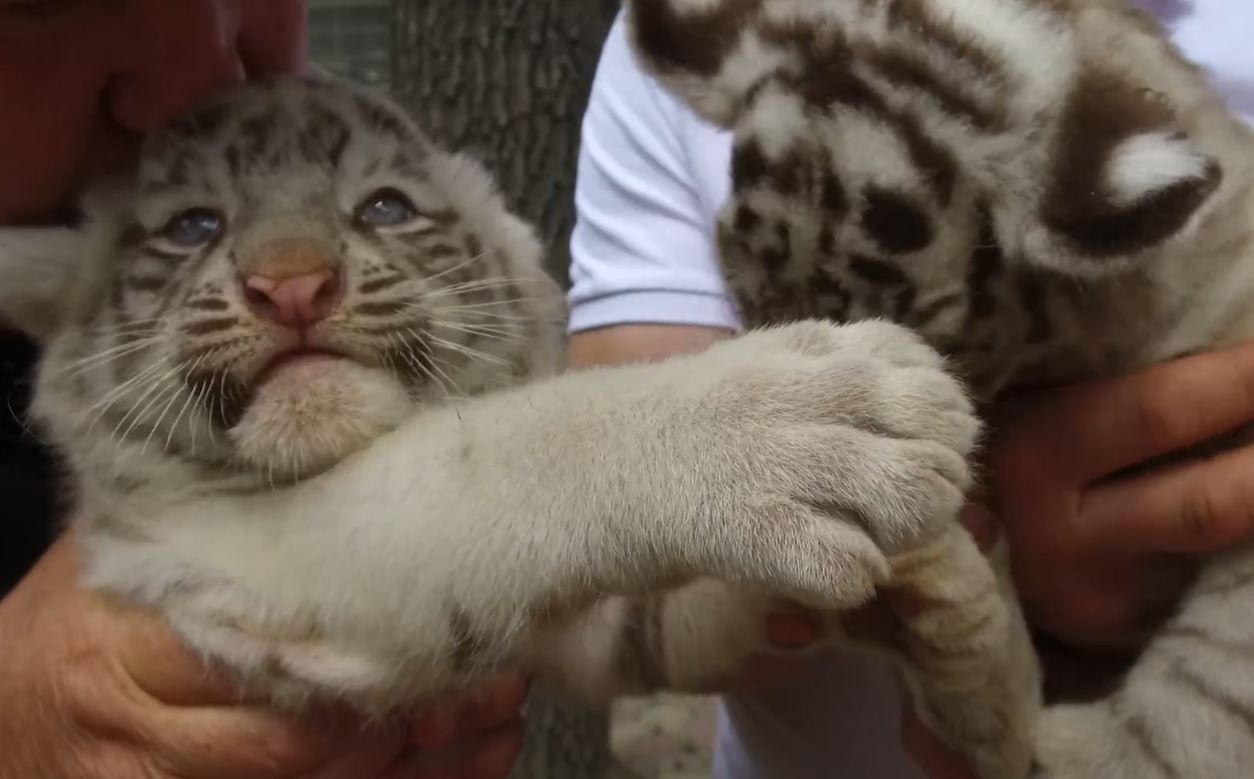 Новорожденные тигрята в харьковском экопарке / Скриншот с видео