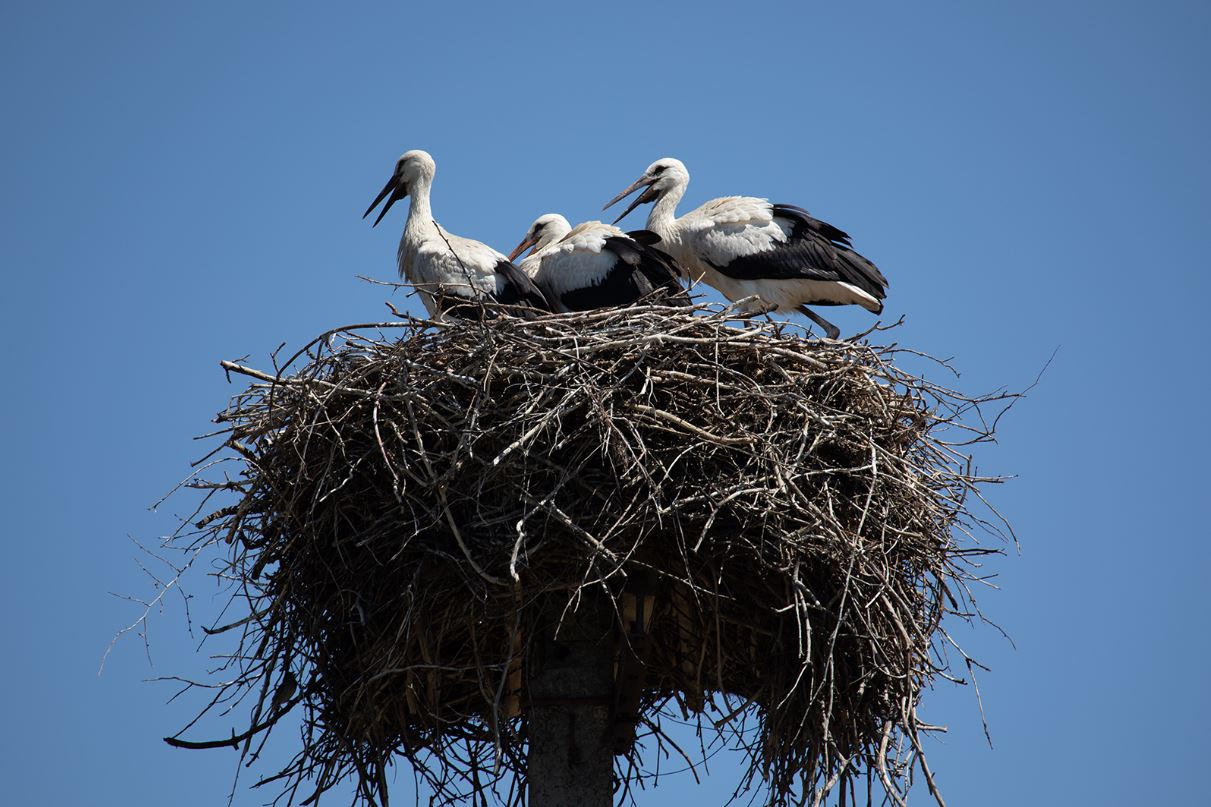 Аисты / Фото: Национальный природный парк "Слобожанский"