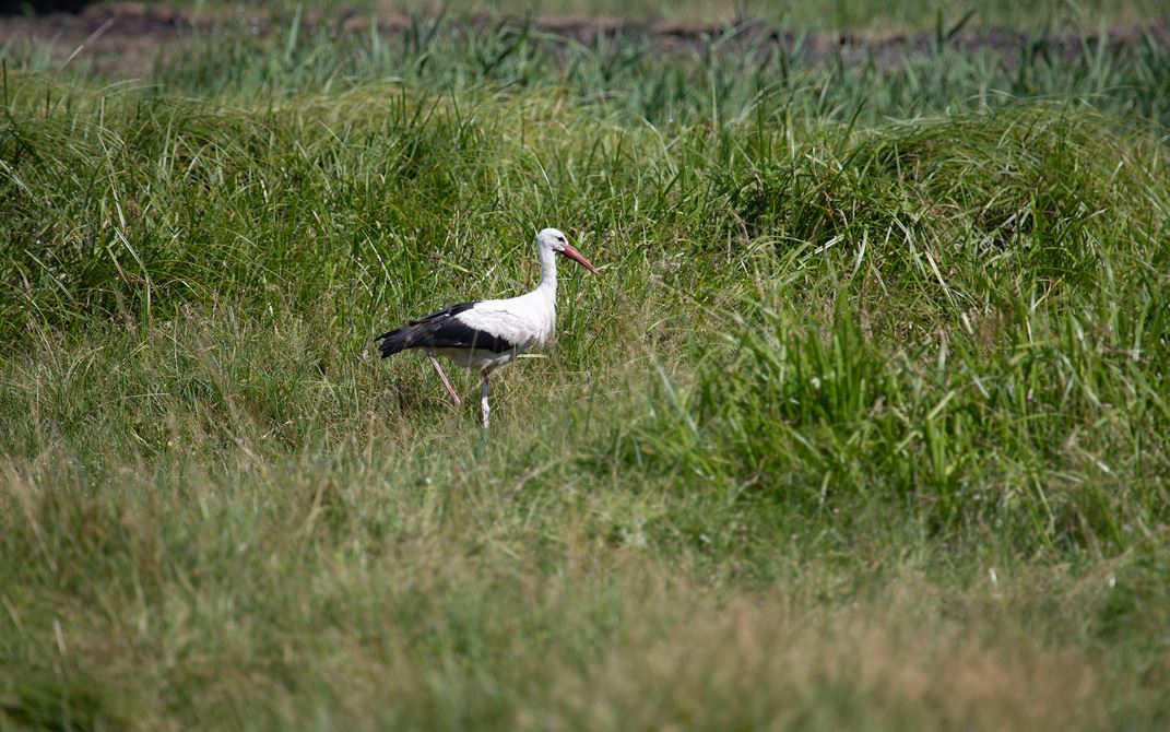 Аист гуляет по нацпарку "Слобожанский" на Харьковщине / Фото: Национальный природный парк "Слобожанский"