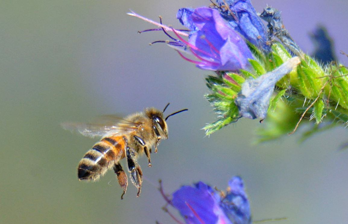 Бджола летить збирати нектар / Фото: Чорнобильський Радіаційно-екологічний Біосферний Заповідник