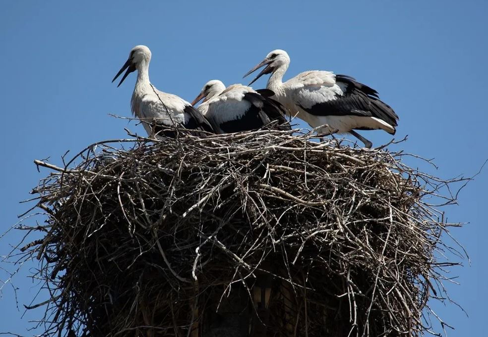 Лелеки / Фото: Національний природний парк "Слобожанський"