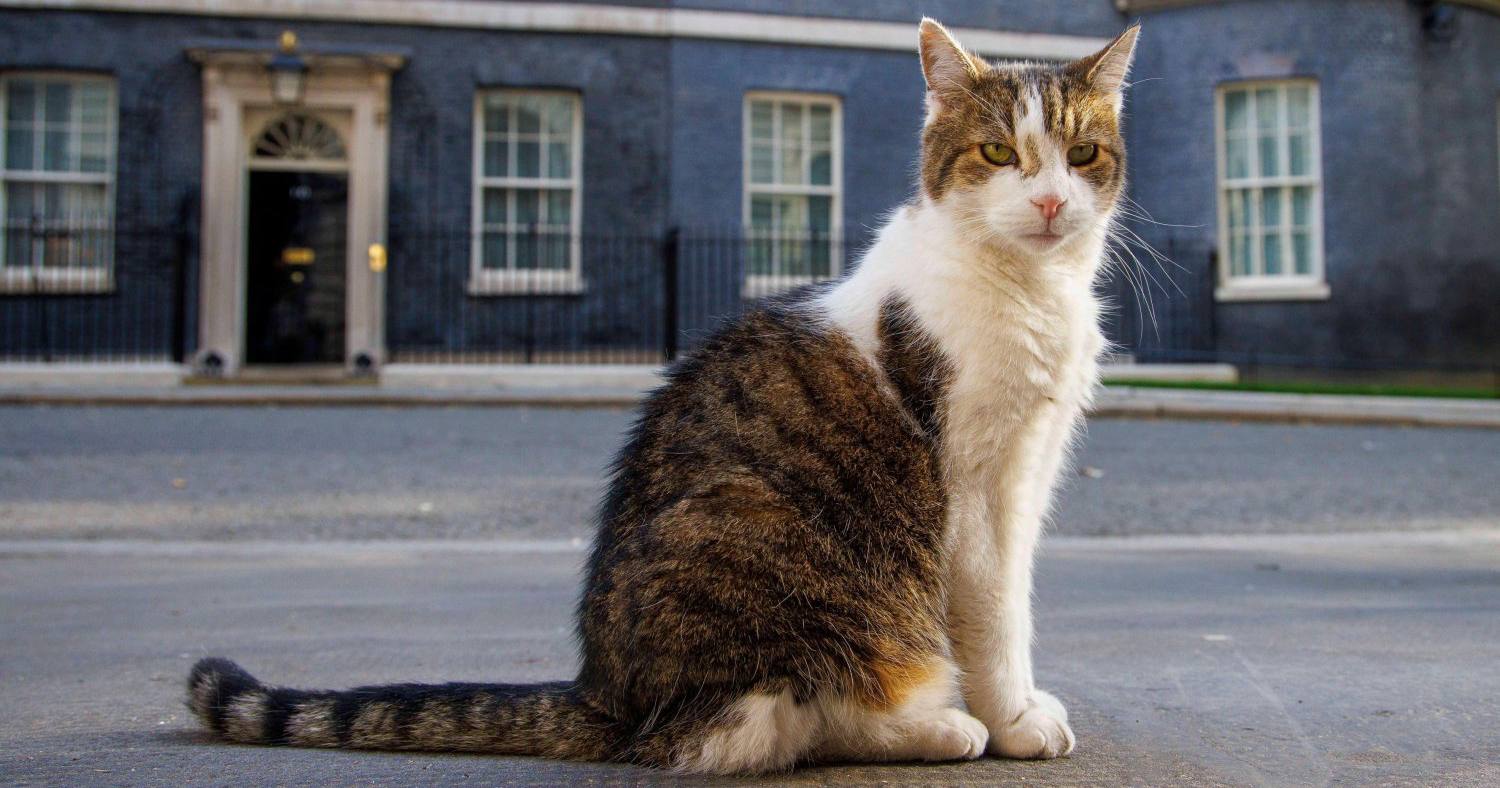 Кіт Ларрі на тлі резиденції прем'єра Великої Британії на Даунінг-стріт у Лондоні / Фото The Times