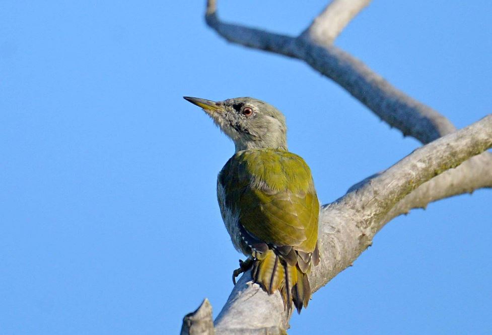 Жовна сива – вид птахів роду Жовна родини Дятлових / Фото: Чорнобильський Радіаційно-екологічний Біосферний Заповідник