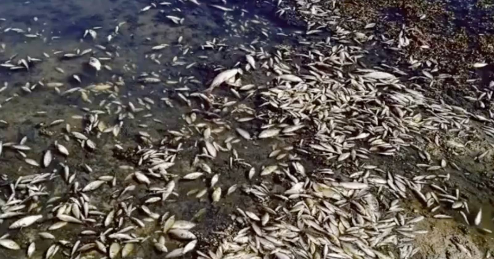 Мор риби в Сеймі / Скріншот з відео