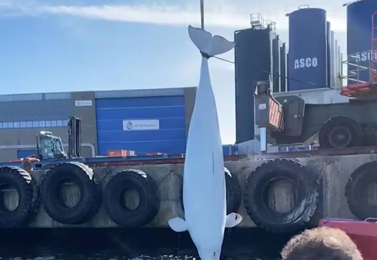 Біля берегів Норвегії помер російський "кит-шпигун" Фото: NRK