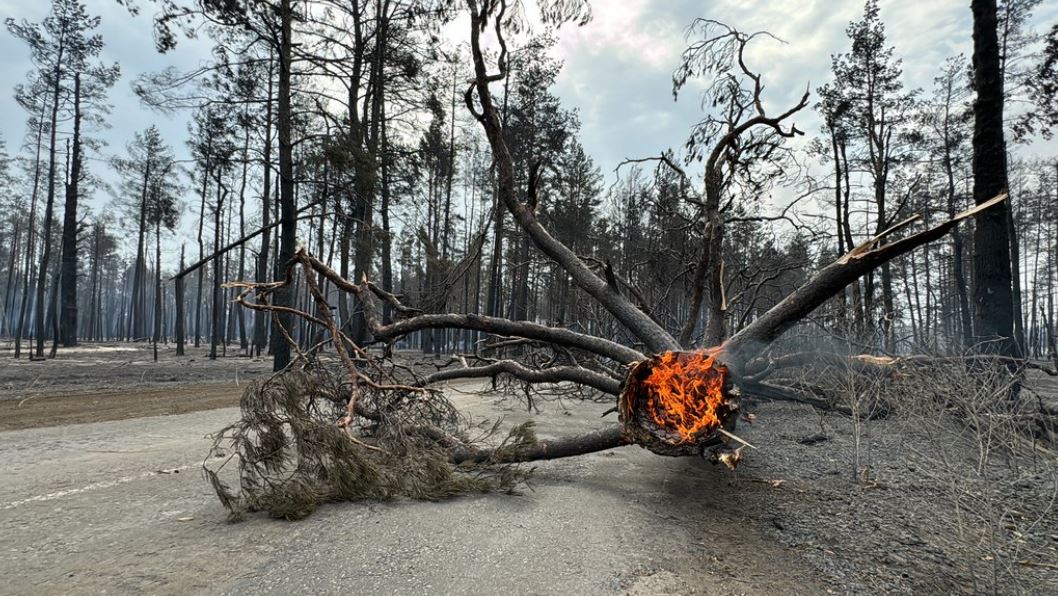Последствия масштабного лесного пожара на Харьковщине / Фото: Суспільне